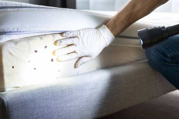 Best Flea Control Services  in San Felipe Pueblo, NM